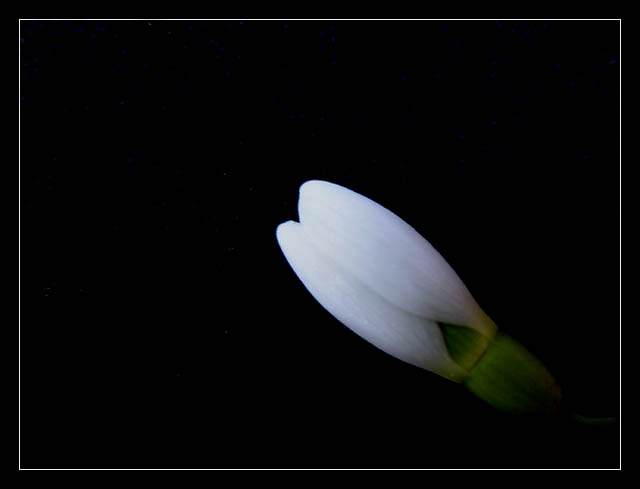 Snowdrop