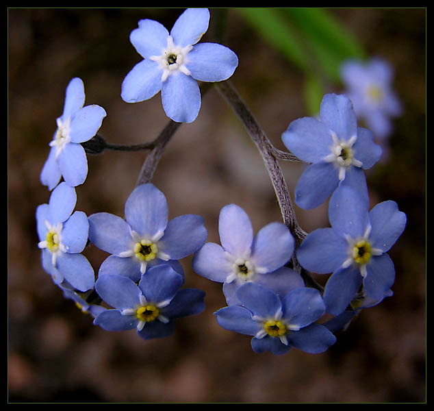 Forget Me Not