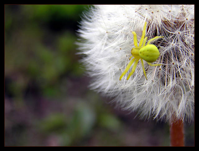 A little yellow spider.