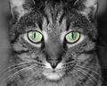 Green eyes