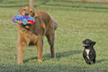 Bailey-&-Blossom.jpg