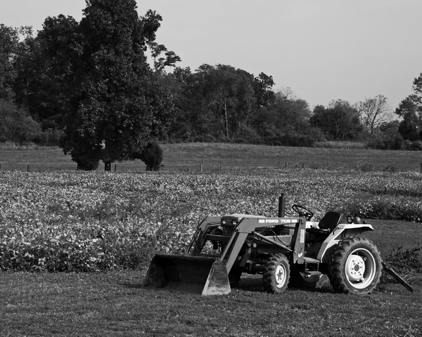 Farm scene