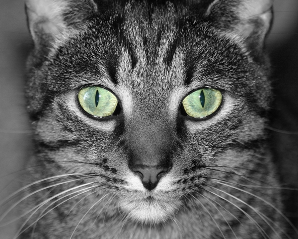 Green eyes