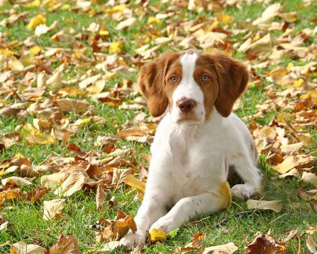 Spaniel Puppy