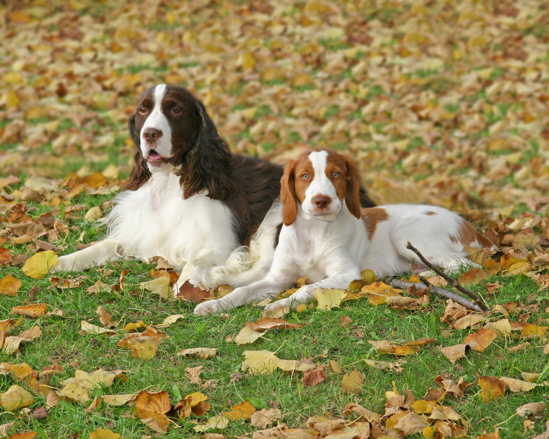 Spaniels