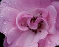 Kissed by Rain in Pink