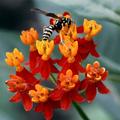 Sharing the Color