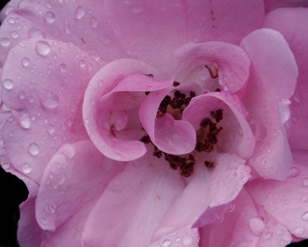 Kissed by Rain in Pink