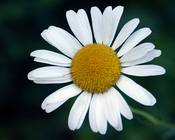 Loves Me, Loves Me Not