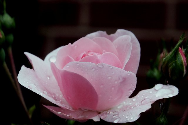 Pink Wet Beauty