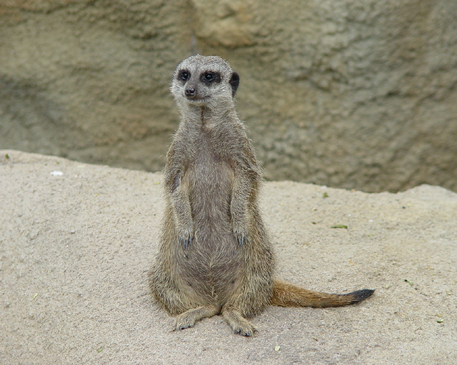 Meerkat