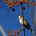 Yellow Rump Warbler