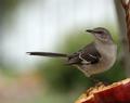 Mockingbird