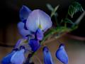 Wisteria 4
