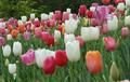 Tulips - Pastel