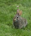 Bunny with an Attitude