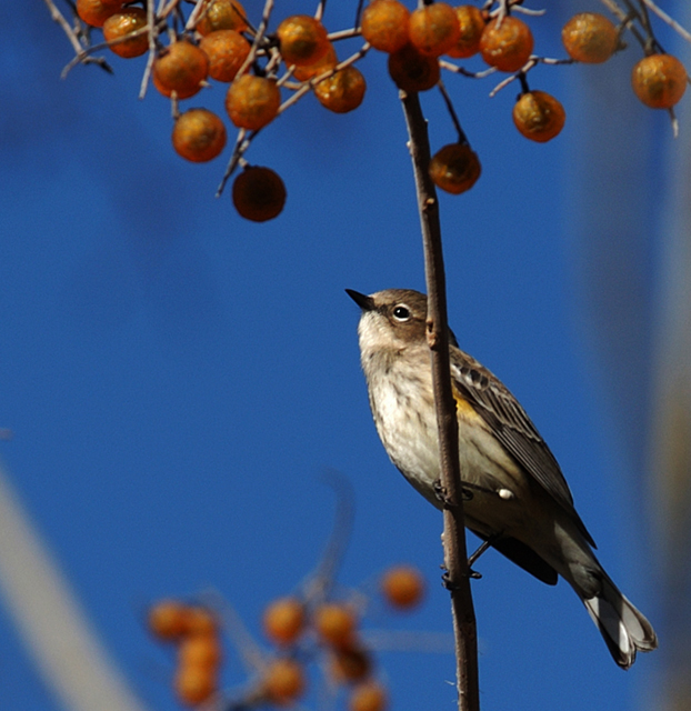 Yellow Rump Warbler