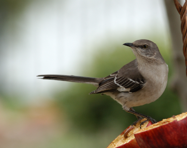 Mockingbird