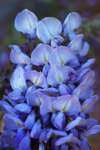 Wisteria 3