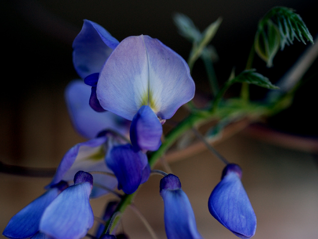 Wisteria 4