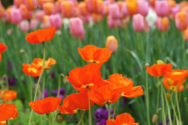 Poppies