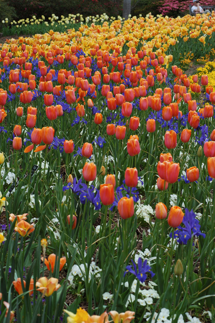 Tulips Mix