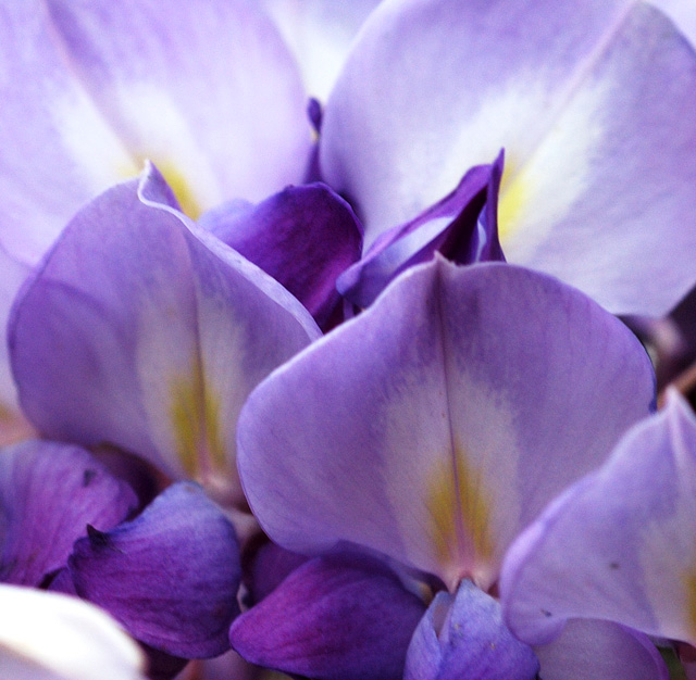 Wisteria 5