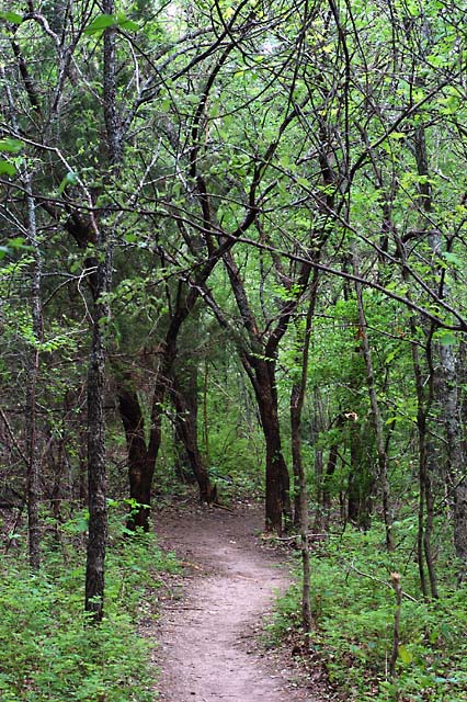Forest path