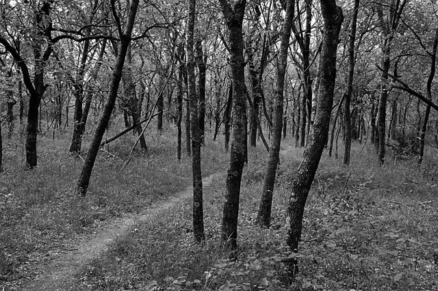 Oak Forest BW