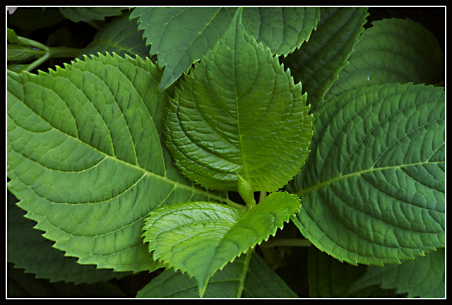 Hydrangea Leaves 2