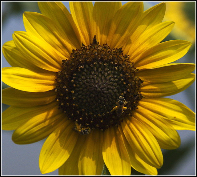 Sun Flower
