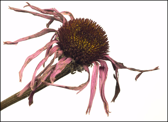 Purple Cone Flower Redo