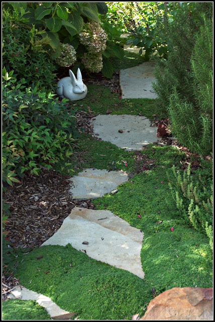 Path-and-Bunny