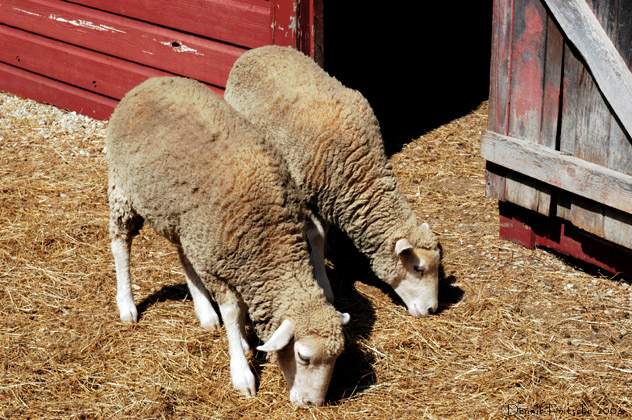 Two Sheep