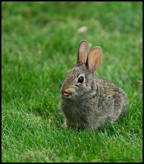 Bunny with Attitude