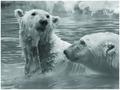 Polar Bears 6