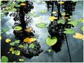 Muskeg Reflections