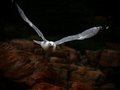 Acadia Gull