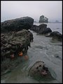 Starfish