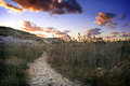 Walking Dunes III