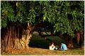 Couple Under Tree