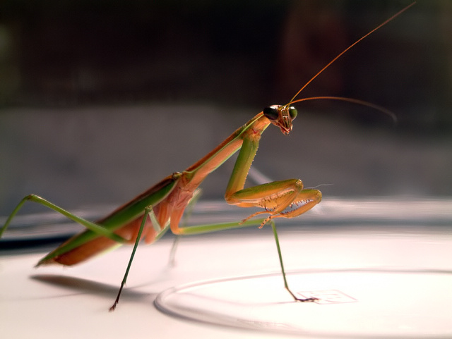 Praying Mantis