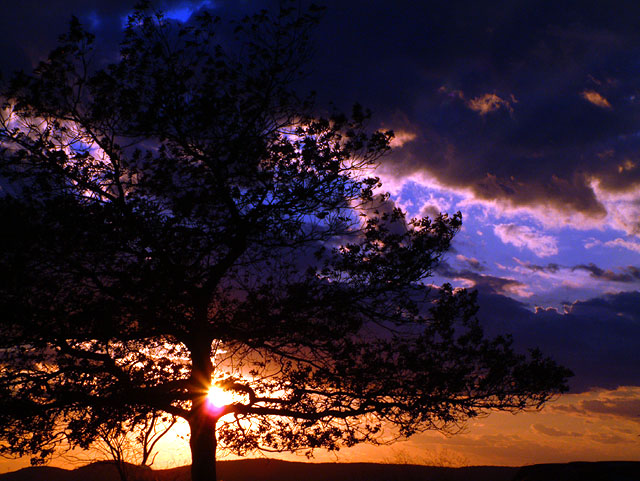 Tree At Sunset