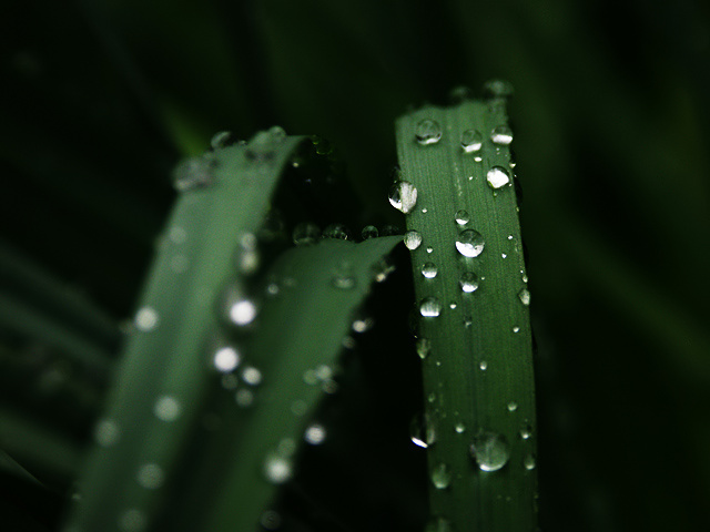 Blades 1