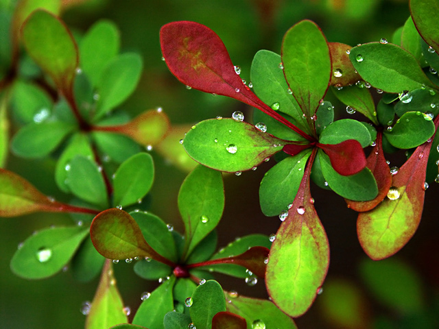 Raindrops