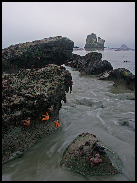 Starfish