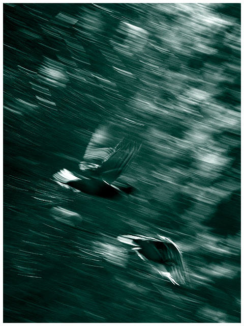 birdfight