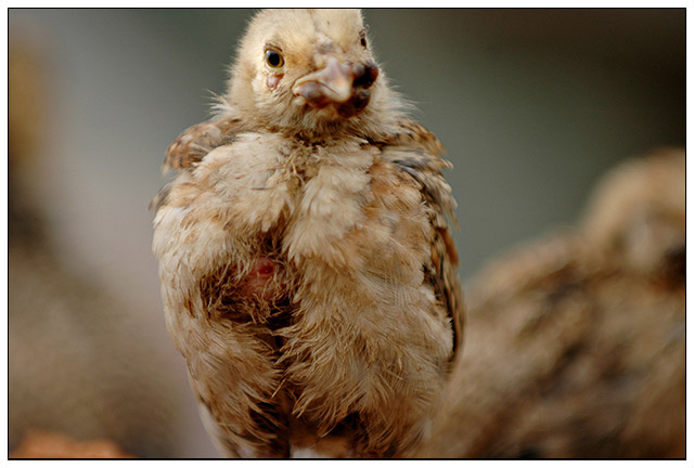 Funky Chicken