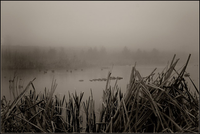reeds.jpg