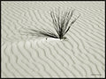 Life on the lines